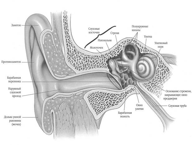Возрастные особенности слуховой сенсорной системы