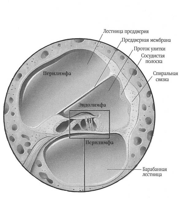 Эндолимфа улитки. Строение внутреннего уха эндолимфа. Строение внутреннего уха геликотрема. Внутреннее ухо перилимфа. Строение уха перилимфа.