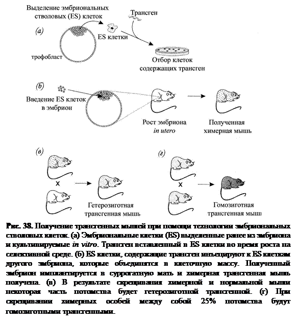 Схема получения трансгенного животного