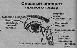 К какой системе относится слезная железа. Слезный аппарат глаза анатомия схема. Строение слезных протоков глаза. Анатомия глаза слезное мясцо. Анатомия глаза слезный мешок.