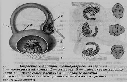 Строение и функции вестибулярного аппарата рисунок