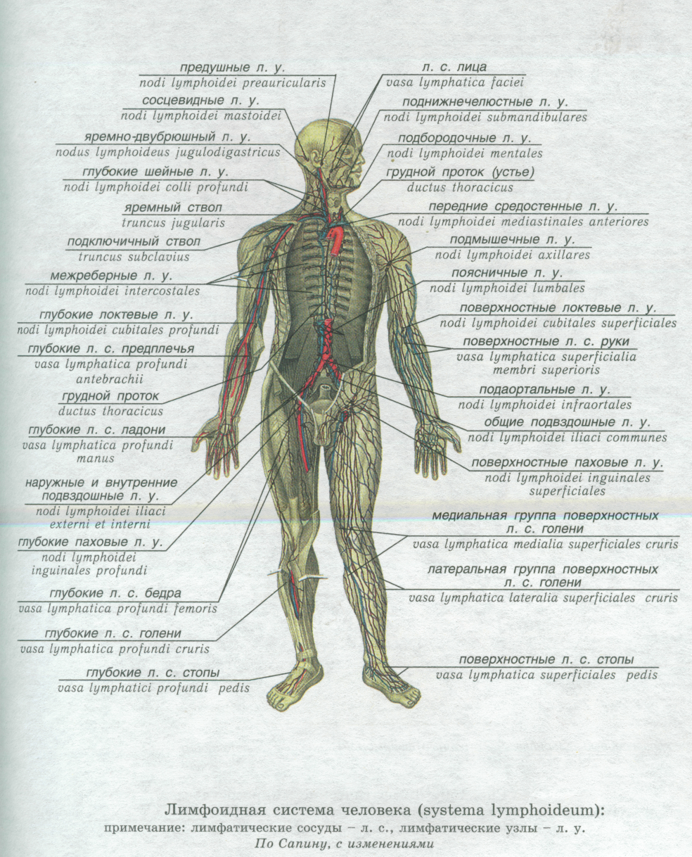 Лимфоузлы на ощупь. Схема лимфоузлов на теле человека. Лимфоузлы человека расположение схема на теле. Лимфатические узлы таблица расположение. Где у человека находятся лимфоузлы схема.