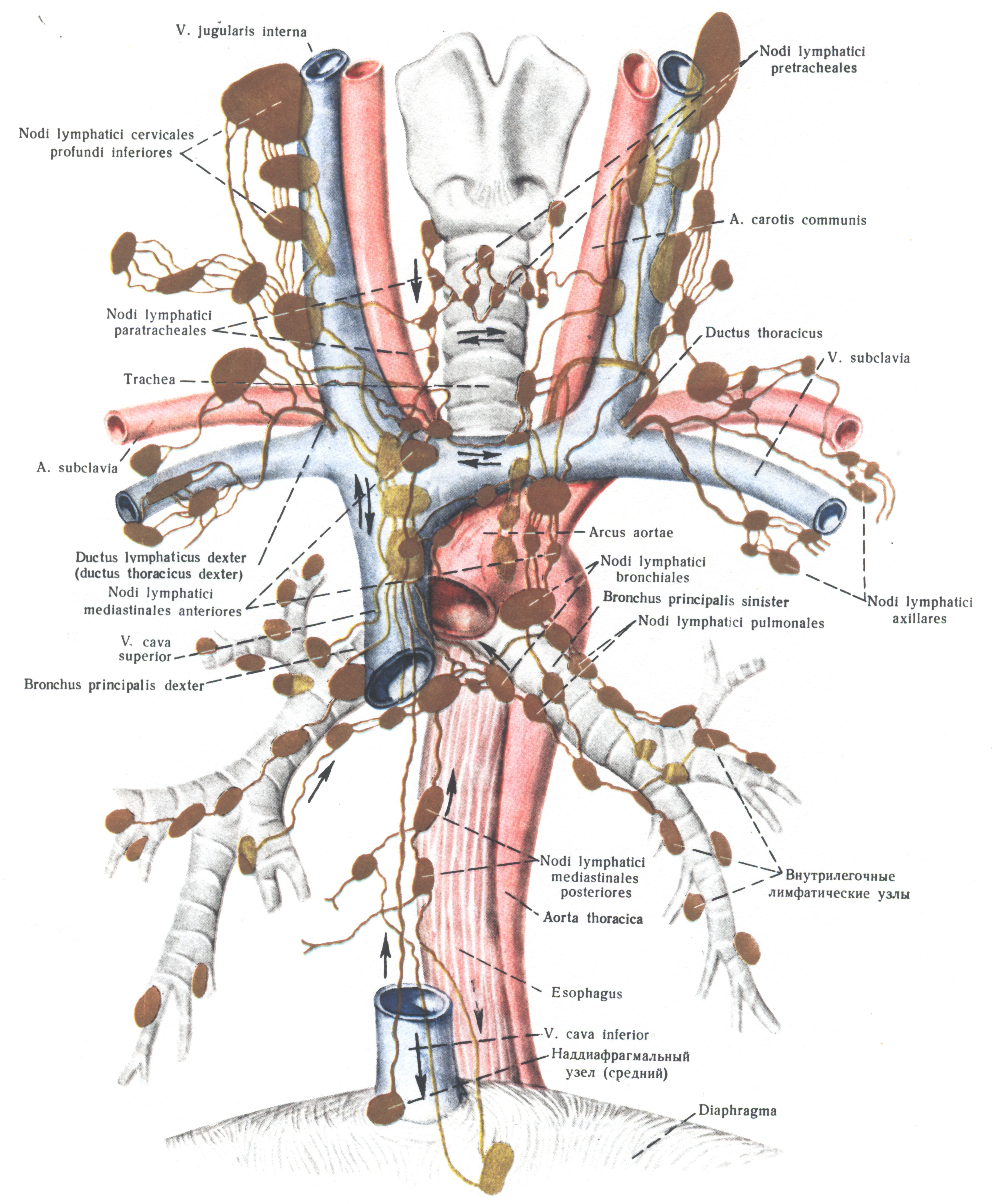 Лимфоузлы и удаление матки. Регионарные лимфатические узлы щитовидной железы. Схема лимфоузлов щитовидной железы. Регионарные лимфатические узлы анатомия. Лимфатическая система щитовидной железы анатомия.
