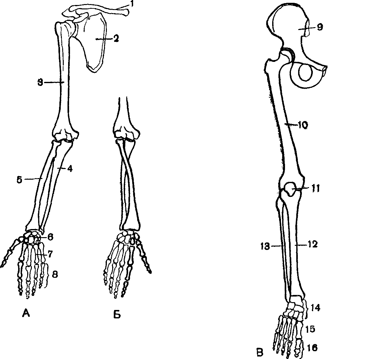 7 скелет конечностей. Скелет верхней конечности человека рис 24. Скелет верхней конечности плечевая кость. Кости верхней конечности строение. Плечевой пояс и скелет верхних конечностей.