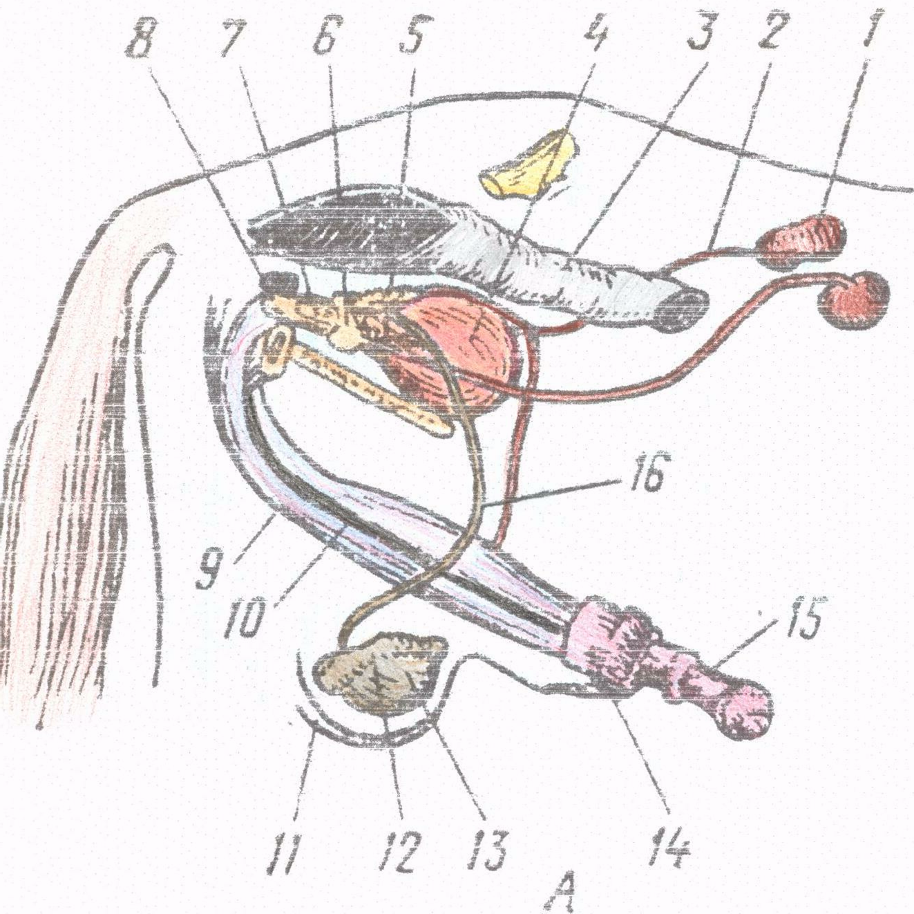 Половой орган у мужчины причины. Анатомия половой системы хряка. Семенник хряка анатомия. Анатомия репродуктивной системы коровы. Половая система свиньи анатомия.