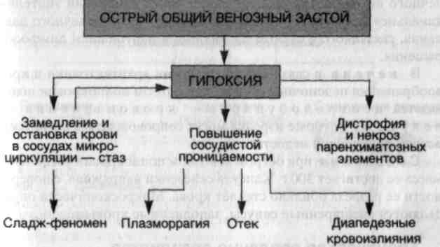 Венозный застой. Острый общий венозный застой. Острый общий венозный застой развивается при. Механизмы развития венозной гиперемии схема. Патогенез острой венозной гиперемии.