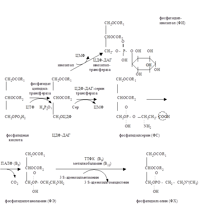 Синтез таг. Биосинтез фосфатидной кислоты из Глюкозы. Синтез таг схема. Синтез таг из фосфатидной кислоты. Синтез таг из Глюкозы.