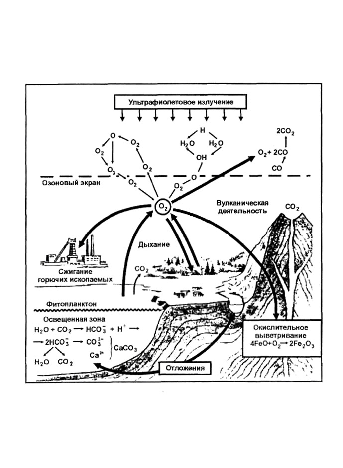 Круговорот кислорода процессы. Круговорот кислорода (по е. а. Криксунову и др., 1995). Биогеохимический круговорот кислорода. Биосферный цикл кислорода. Биогеохимический цикл кислорода схема.