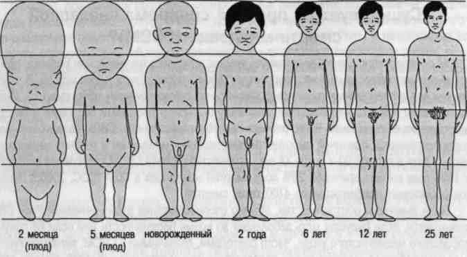 Как должен выглядеть пенис подростка Index of /img/baza4/Bokum--Krajg---Psihologiya-razvitiya-1382943125.files