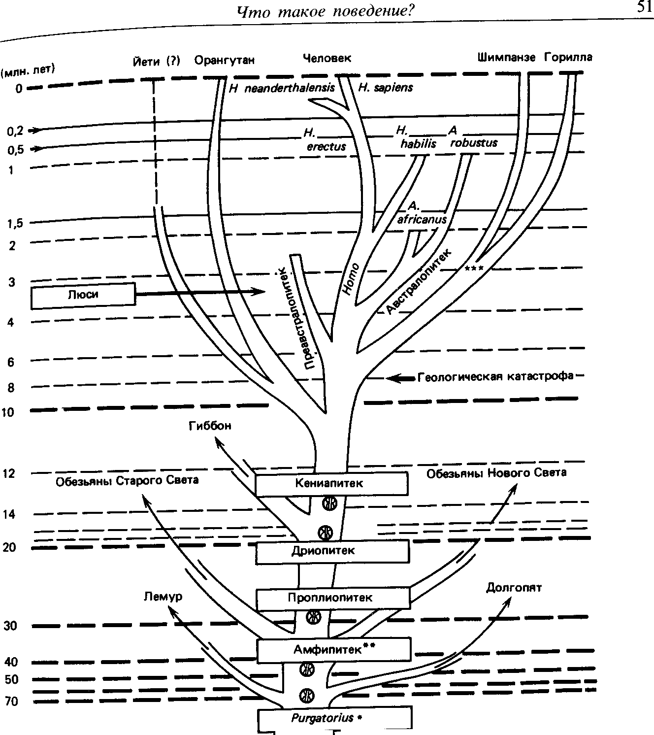 Родословная человека схема. Древо человека схема. Антропологическое Древо человека. Дерево эволюции человека. Генеалогическое дерево человека схема.