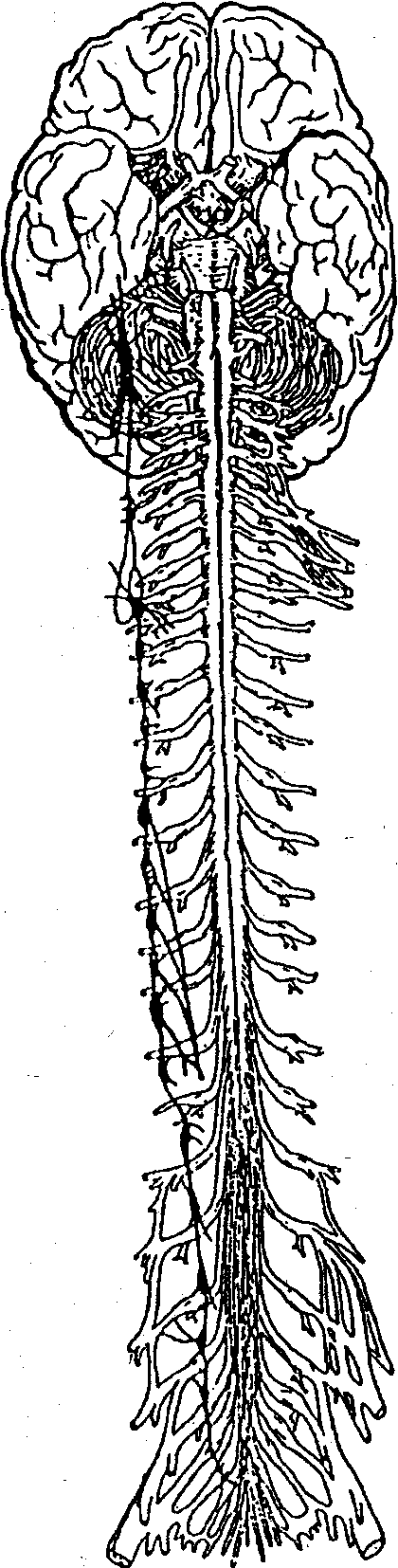 Передний столб спинного мозга. Нервная система человека спинной мозг. Позвоночный столб и спинной мозг. Головные и спинные нервы. Головной и спинной мозг рисунок.