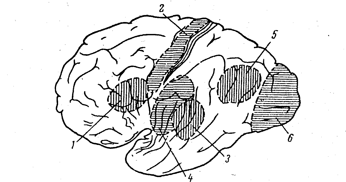 Рефлекторные центры головного мозга. Рефлексы коры больших полушарий. Рефлексы большого полушария головного мозга. Центры рефлексов расположены в коре больших полушарий. Рис. 1. речевые зоны мозга человека.