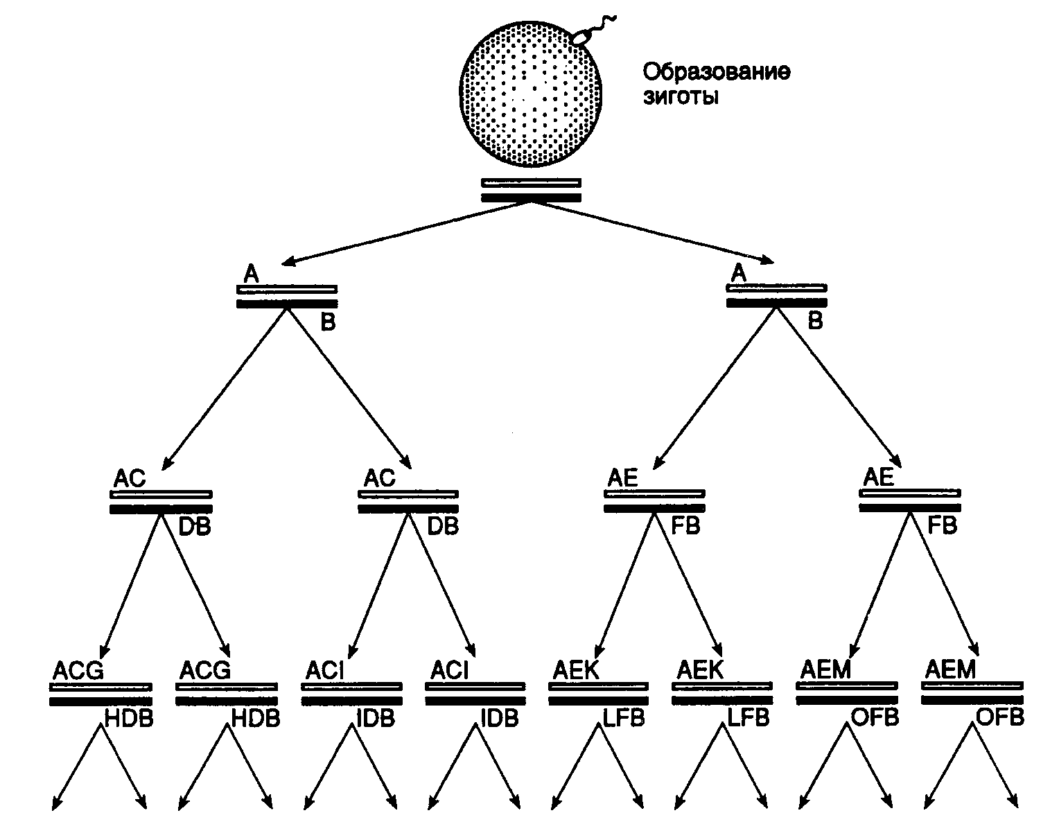 Уровни многоклеточных организмов