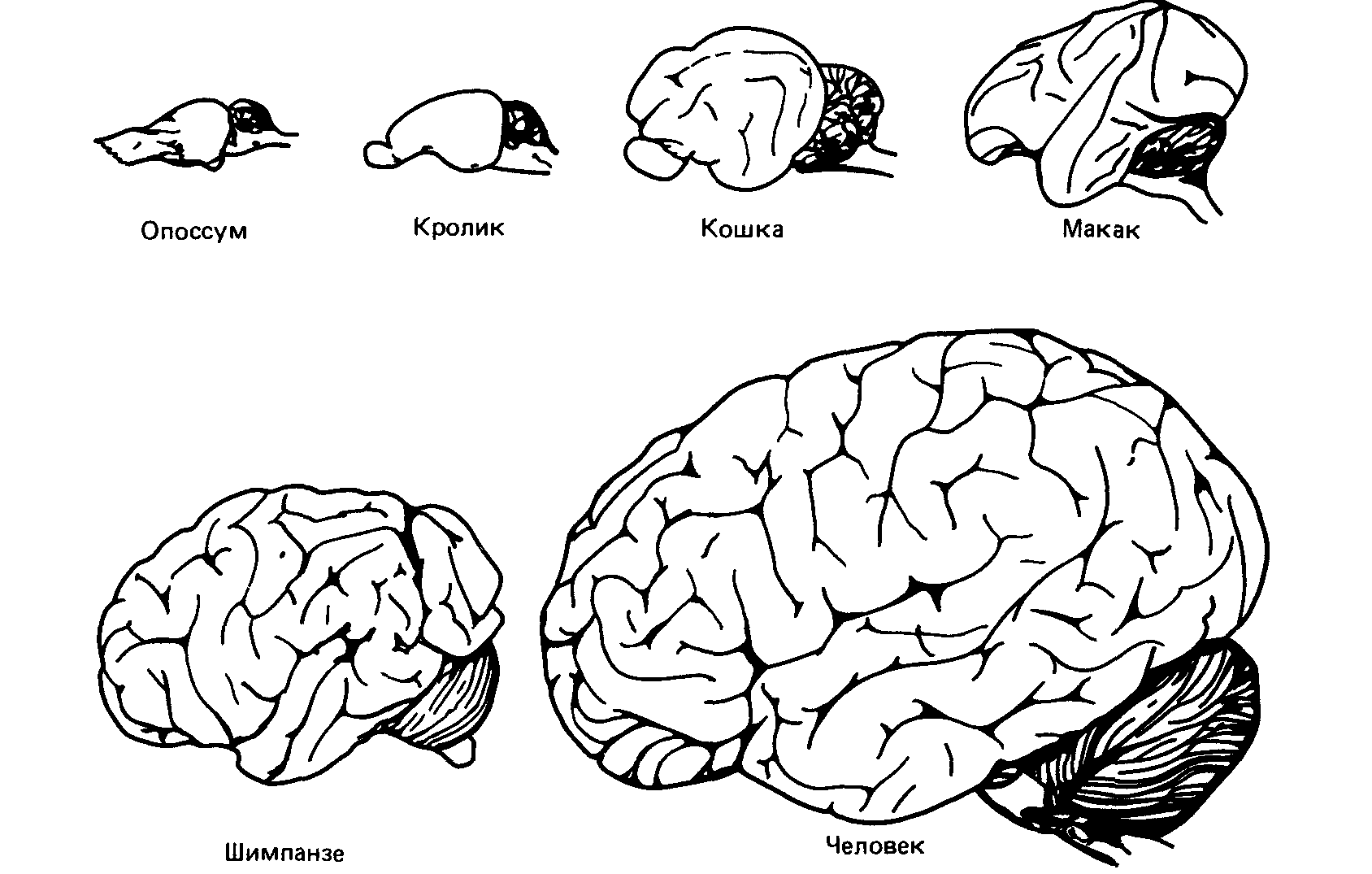 Строение коры головного мозга млекопитающих