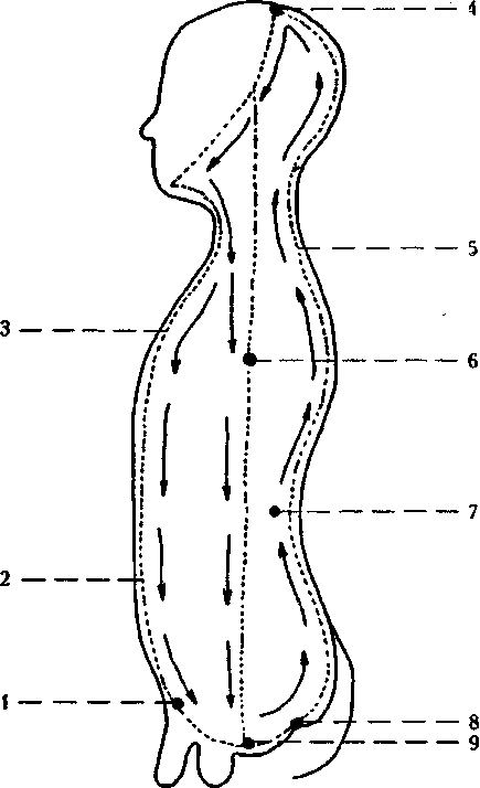 Упражнения цигун небесный круг. Как называется небесный круг. Большой и малый небесный круг. Даосская микрокосмическая орбита. Большой небесный круг цигун.