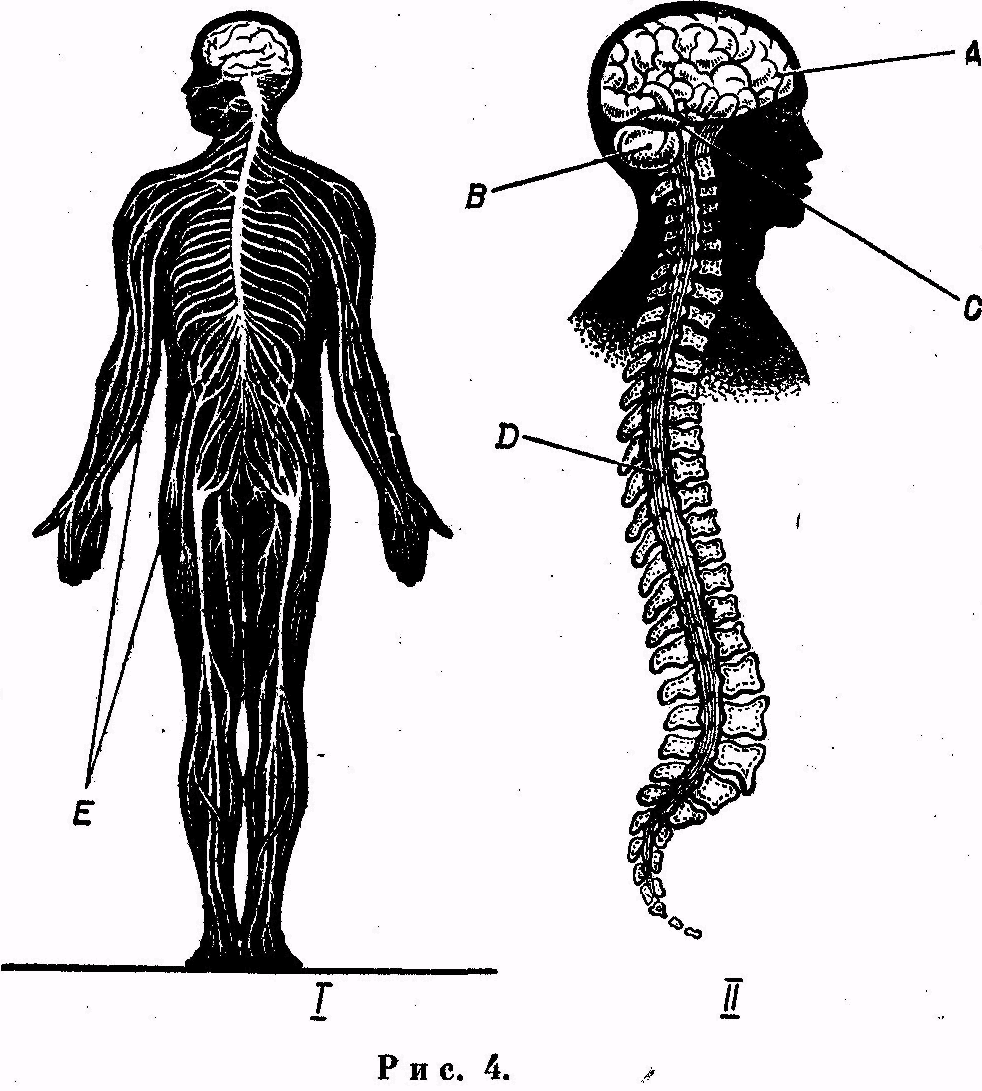 Цнс состав схема. Центральная нервная система головной мозг состоит из. Цнс состав схема. Центральная нервная система черепных. Центральная нервная система черепных.