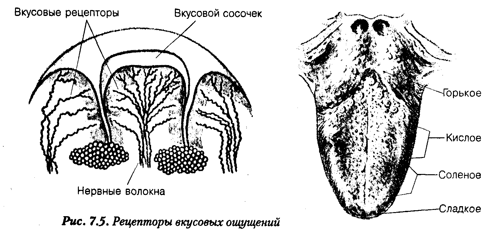 На языке какие то ощущения. На языке какие то ощущения