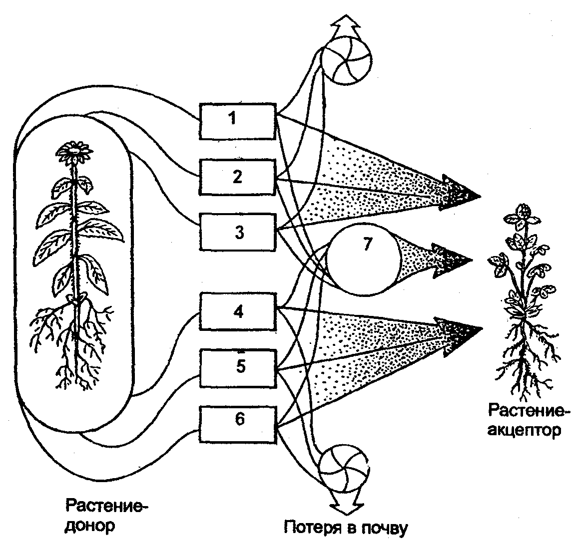 Растения доноры. Трансабиотические взаимоотношения растений. Аллелопатия схема. Взаимодействие растений. Аллелопатия растений.