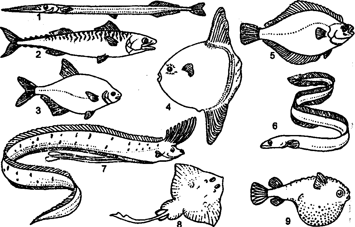 Какое тело у рыб. Различные типы формы тела рыб (по г. в. Никольскому, 1974) :. Жизненные формы рыб по г в Никольскому. Макруровидная форма тела рыб. Лентовидная форма тела рыб.