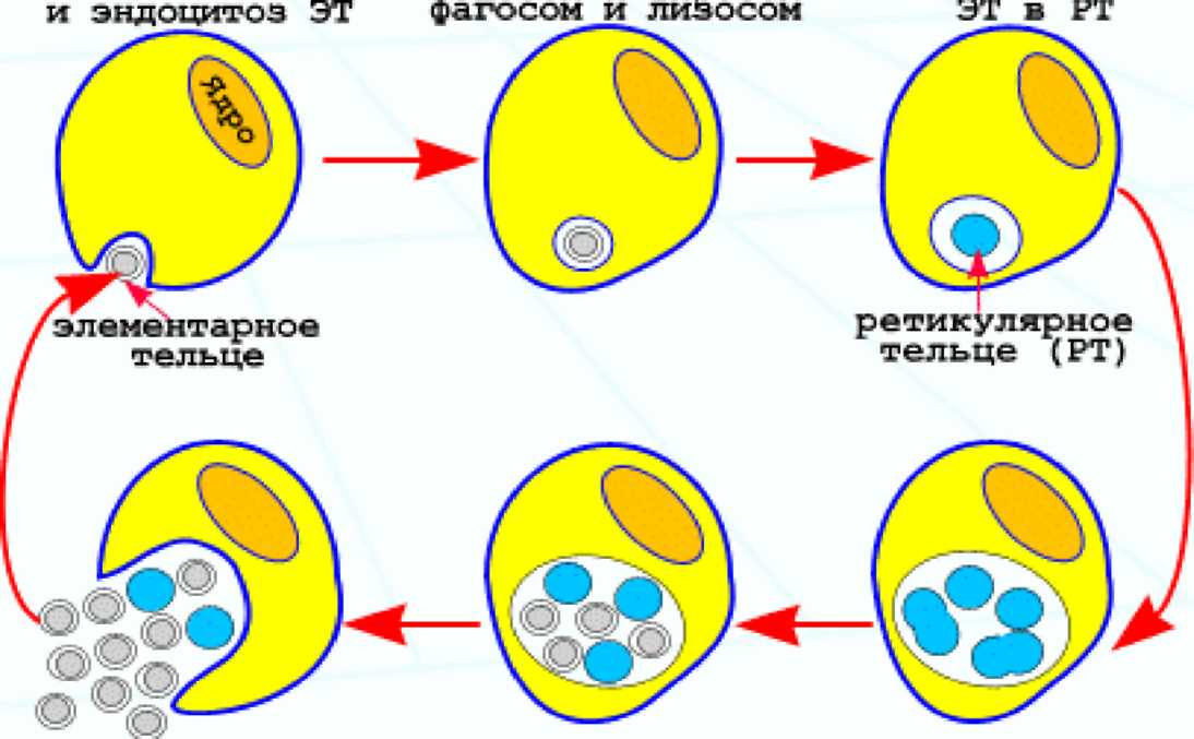 Хламидиоз 2. Cхема репродуктивного цикла хламидий. Стадии жизненного цикла хламидий микробиология. Схема жизненного цикла хламидии. Этапы репликативного цикла хламидий.