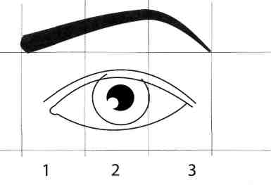 Глаз чертеж. Глаз и бровь построение. Анатомическое построение бровей. Бровь с глазом схема. Анатомия и строение бровей.