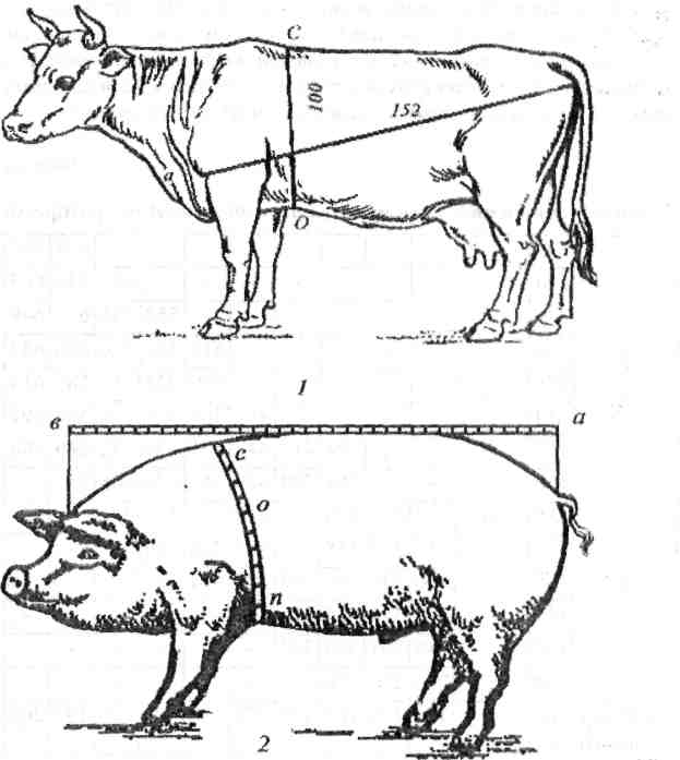 Живая масса свиньи. Таблица живого веса КРС Быков. Схема промеров КРС. Таблица промеров свиней. 1.1 Промеры туловища крупного рогатого скота.
