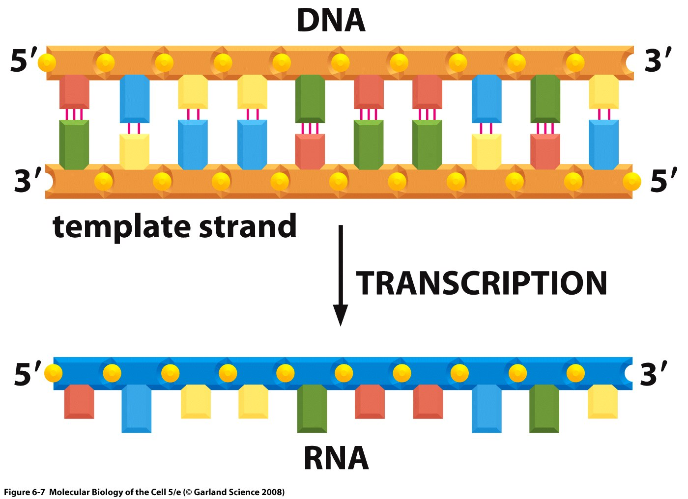 Ирнк впр биология. Транскрипция ДНК И праймер. Single-Stranded RNA. RNA Strands. Транскрипция ДНК.