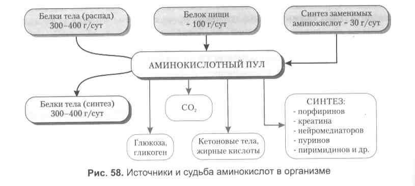 Понятие клеточного метаболического пула аминокислот. Схема распада белков. Понятие клеточного метаболического пула аминокислот. Фонд свободных аминокислот биохимия. Пути использования свободных аминокислот.