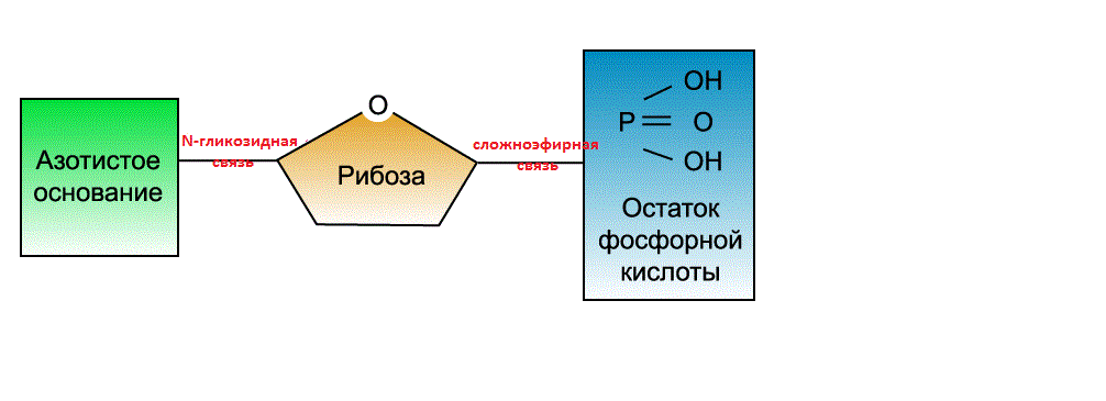 Рибоза мономер. Схема строения нуклеотида ДНК. Строение нуклеотида ДНК. Схема строения нуклеотида РНК. Схема азотистое основание рибоза остаток фосфорной кислоты.