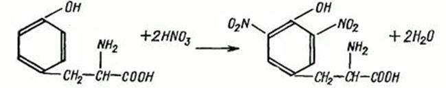 Полипептиды с азотной кислотой. Уравнение ксантопротеиновой реакции на тирозин. Ксантопротеиновая реакция на тирозин. Триптофан азотная кислота реакция. Фенилаланин и концентрированная азотная кислота.