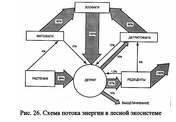 Электрический поток схема. Схема потока энергии Лесной экосистемы. Схема агроэкосистемы. Зоны городской экосистемы. Функциональные зоны индустриально- городской экосистемы.