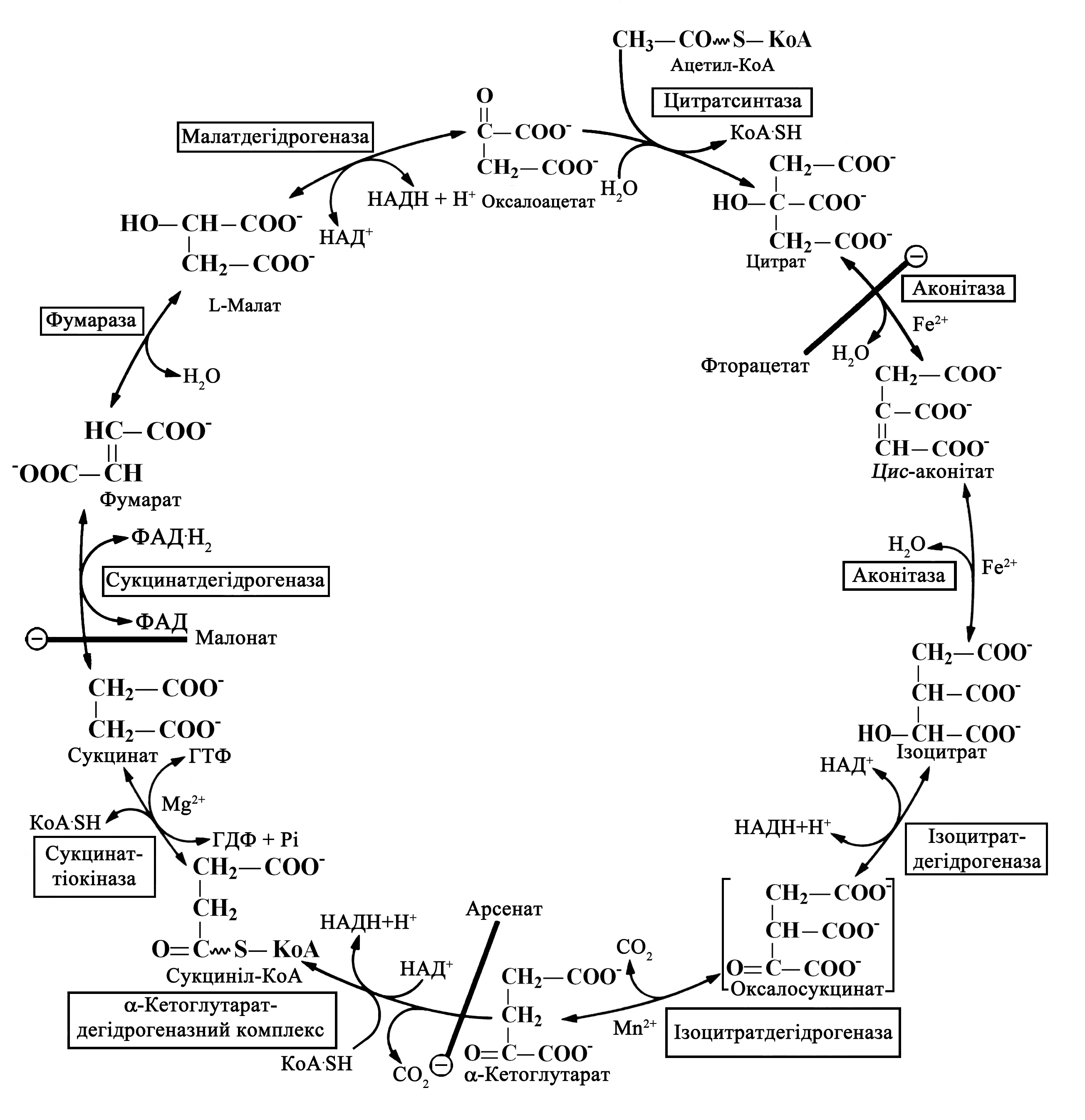 Цитратный цикл. Цикл трикарбоновых кислот (ЦТК). Цикл трикарбоновых кислот цикл Кребса. Реакции цикла трикарбоновых кислот (цикл Кребса). Цикл трикарбоновых кислот схема.
