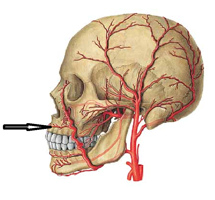 Сосуды на лбу. Наружная Сонная артерия анатомия ветви. Наружная Сонная артерия топография. Поверхностная височная артерия схема. Наружная Сонная артерия анатомия топография.