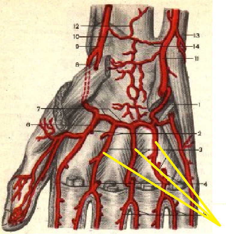 Артерия на запястье. Поверхностная ладонная дуга анатомия. Поверхностная ладонная артериальная дуга. Поверхностная ладонная артерия. Кровоснабжение ладонной поверхности кисти.