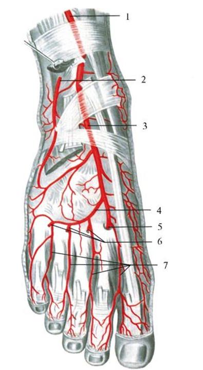 Основные артерии стопы. Латеральная подошвенная артерия. Артерии подошвенной поверхности стопы. Тыльная подошвенная артерия. Медиальная подошвенная артерия.