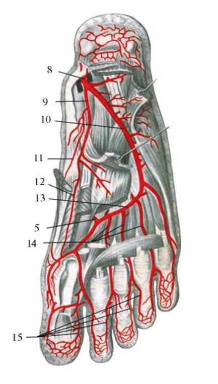 Основные артерии стопы. Тыльная артерия стопы анатомия. Кровоснабжение стопы анатомия. Латеральная подошвенная артерия. Медиальная подошвенная артерия.