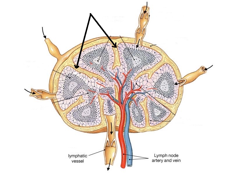 Лимфоузлы структурны. Лимфатический узел анатомия. Строение лимфатического узла анатомия. Краевой синус лимфатического узла. Лимфатические синусы гистология.