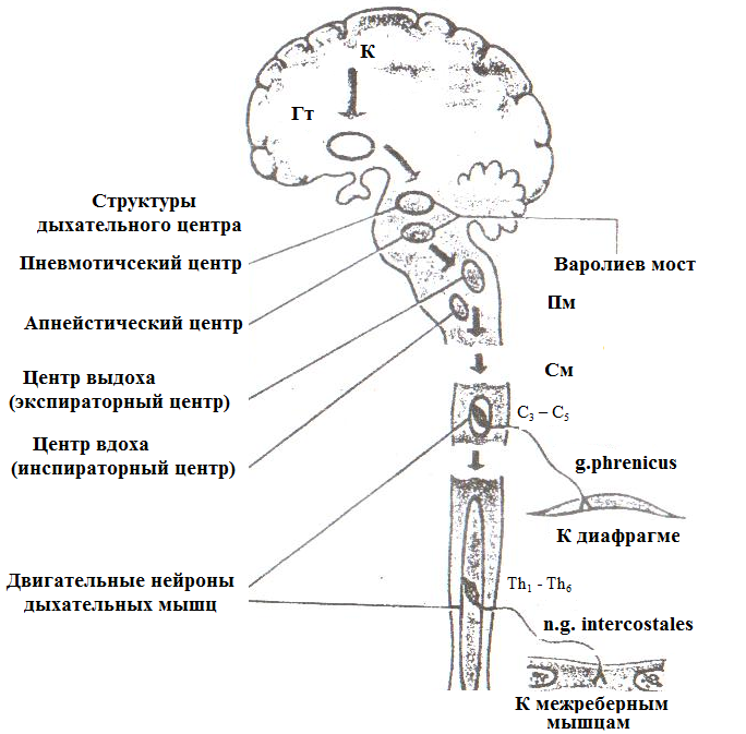 отделы дыхательного центра в продолговатом мозге. дыхательный центр продолговатого мозга строение. дыхательный центр в мозге. схема работы нейронов дыхательного центра. структура дыхательного центра физиология.