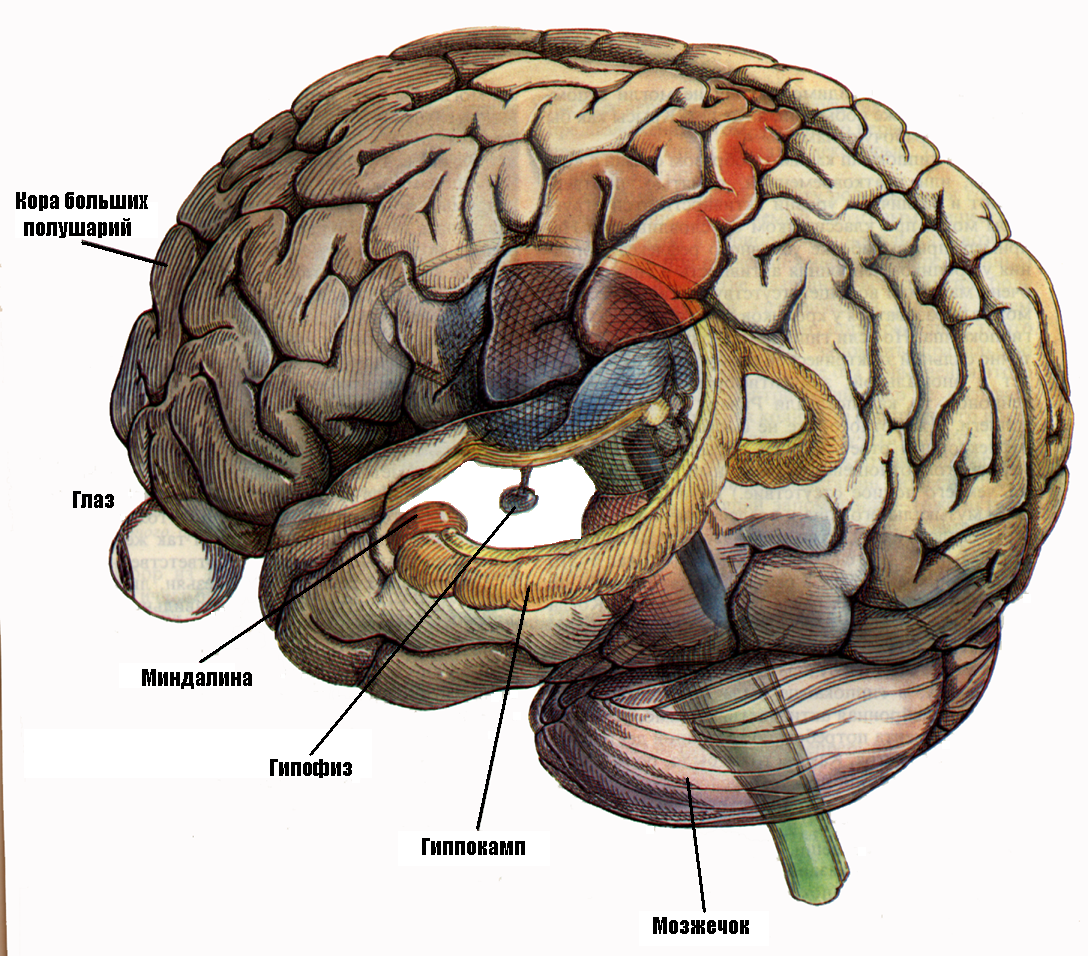 Проведенные на головном мозге. Лимбическая система гиппокамп миндалевидное тело.