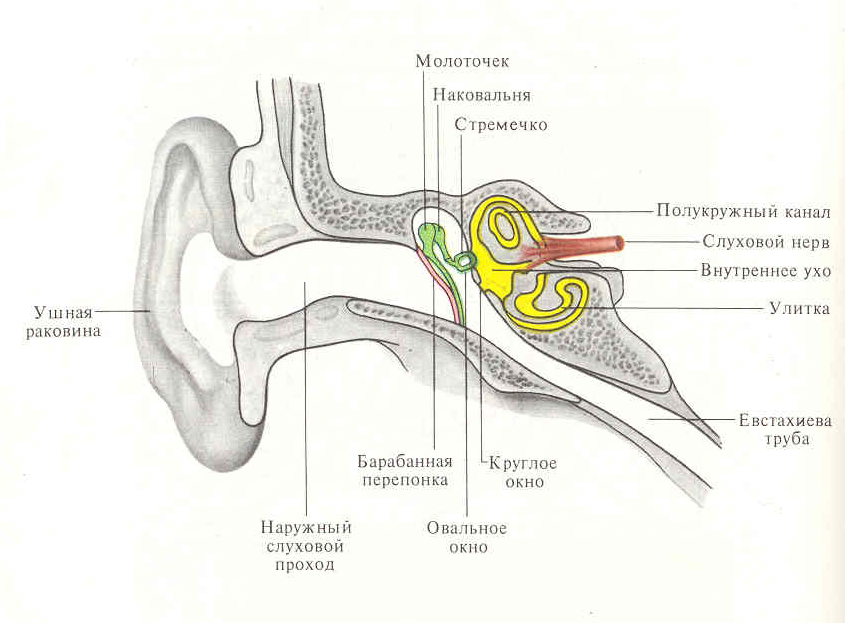 Вестибулярный аппарат расположен в среднем ухе. Схема слухового анализатора анатомия. Слуховой анализатор строение уха. Слуховой анализатор и вестибулярный аппарат. Строение слухового анализатора человека анатомия.