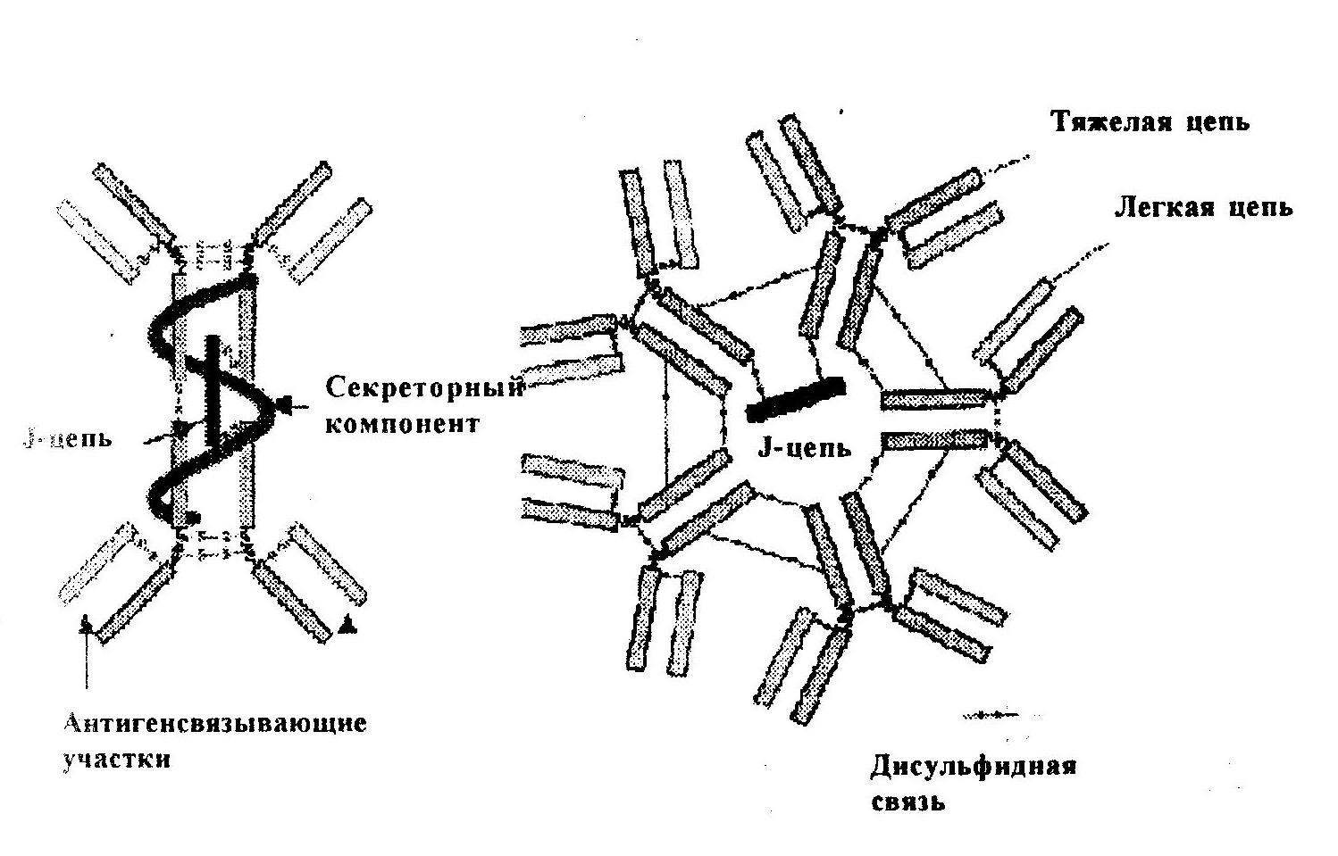 Секреторный иммуноглобулин а. Структура иммуноглобулина м. Иммуноглобулин m структура. Иммуноглобулин m строение. Иммуноглобулин м строение схема.