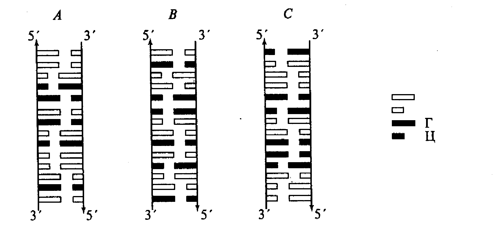 Второй третий фрагменты. Двухцепочная ДНК. Диаграммные изображения двух двухцепочечных фрагментов ДНК. Последовательность нуклеотидов в двухцепочечной молекуле ДНК. Диаграмма лестница.