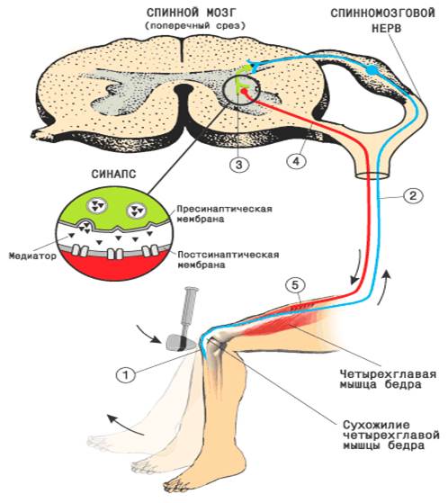 Спинномозговой нерв рефлекторная дуга. Анатомия спинного мозга. Рефлекс. Рефлекторная дуга. Звенья рефлекторной дуги спинного мозга. Схема рефлекторных дуг спинного мозга.