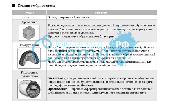 Основные этапы эмбрионального развития таблица