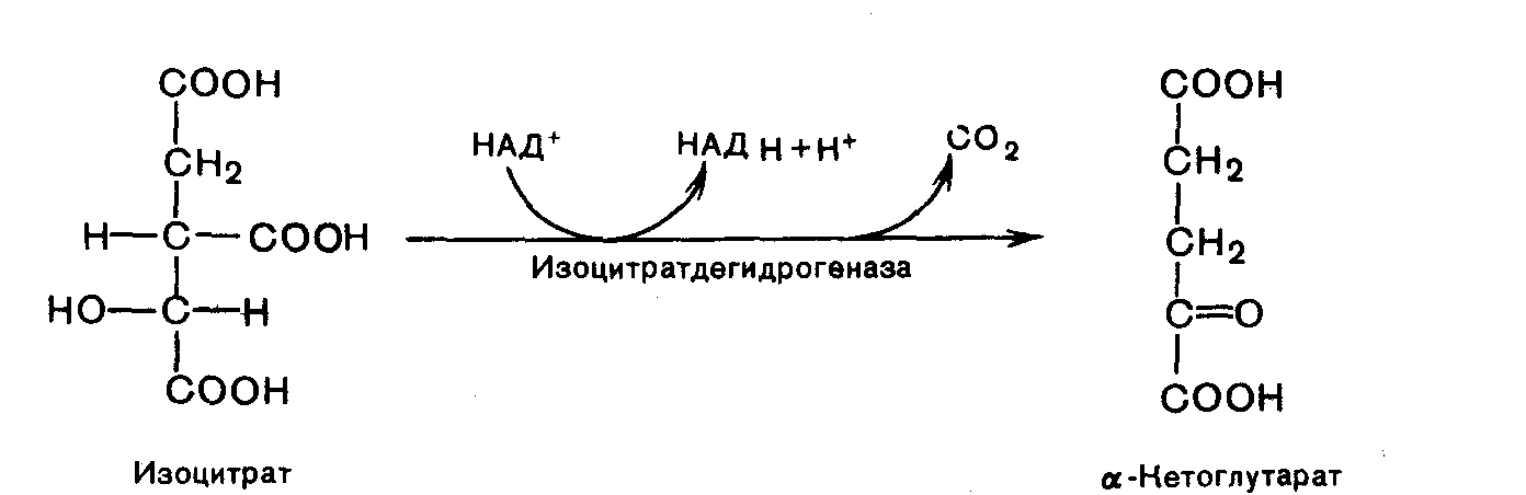 Реакции образования циклов. Реакция окислительного декарбоксилирования изолимонной кислоты. Уравнение реакции окислительного декарбоксилирования изоцитрата. Превращение цитрата в Альфа кетоглутарат. Превращение изоцитрата в а-кетоглутарат.