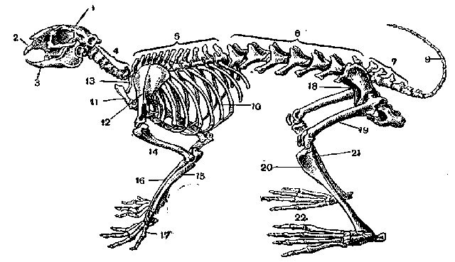 Особенности строения скелета кролика. Костный скелет кролика. Скелет кролика с обозначениями. Скелет кролика схема биология 7. Скелет кролика с подписями.