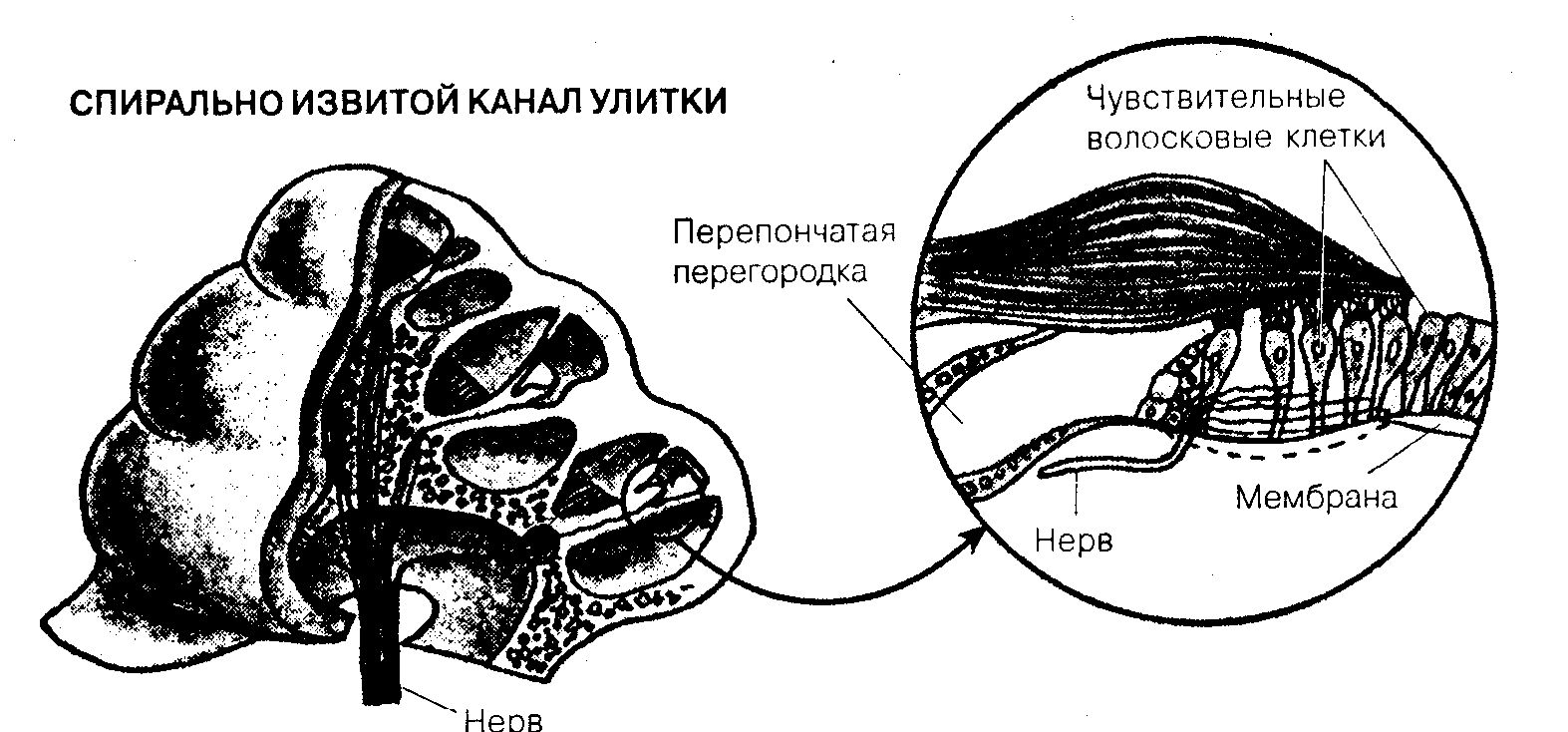 Рецепторы слухового ощущения