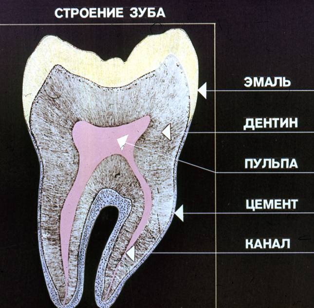 В чем особенность строения дентина какую. Строение зуба эмаль дентин. Толщина эмали зуба человека. Строение зуба человека цемент.