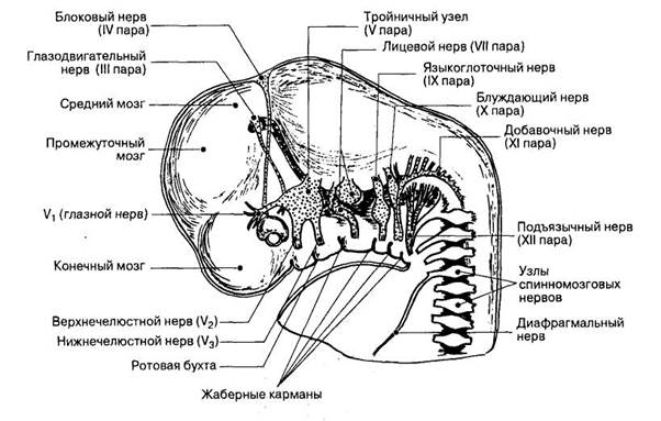 9 черепной нерв. Ядра 12 пар черепных нервов анатомия. Тройничный нерв внутри черепа. Жаберные дуги и Черепные нервы анатомия. Эмбриональное развитие черепных нервов.