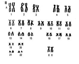 46 хромосом 1